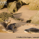 Illustration for article titled Pinnipednesday - Monachus monachus Edition